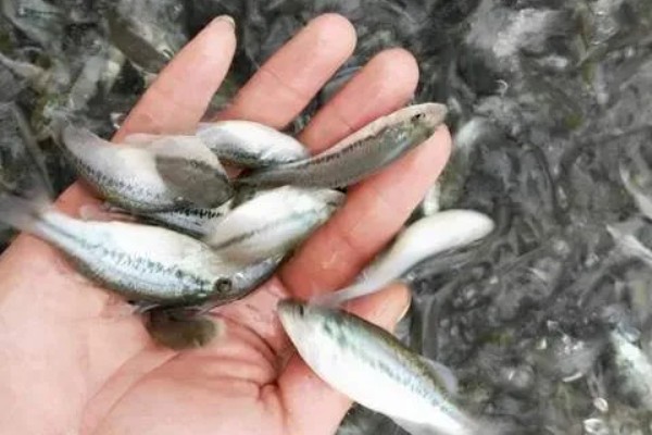 草鱼苗吃哪种食物，主要吃藻类、嫩草叶等