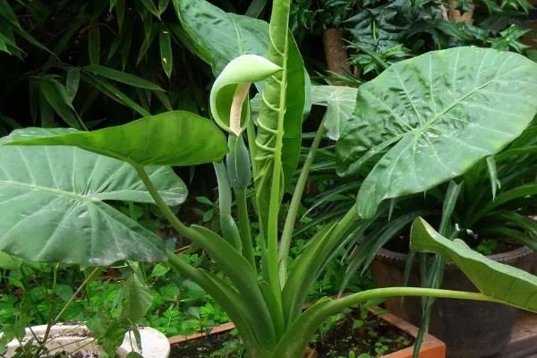 海芋的花语,寓意青春的活力、单纯的爱等