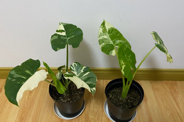 海芋的花语,寓意青春的活力、单纯的爱等