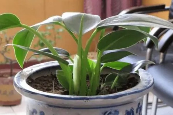 海芋的花语,寓意青春的活力、单纯的爱等