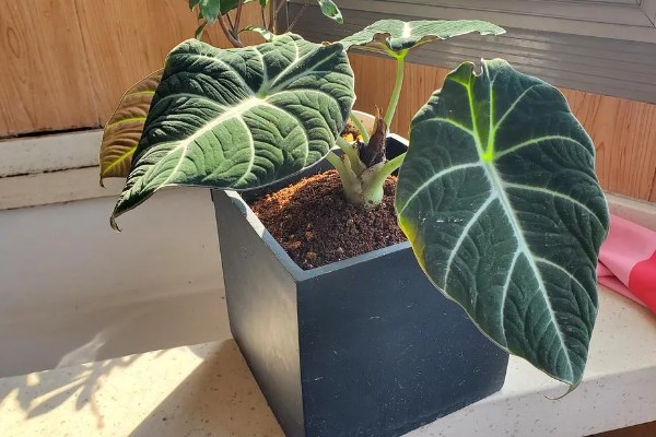 海芋的花语,寓意青春的活力、单纯的爱等