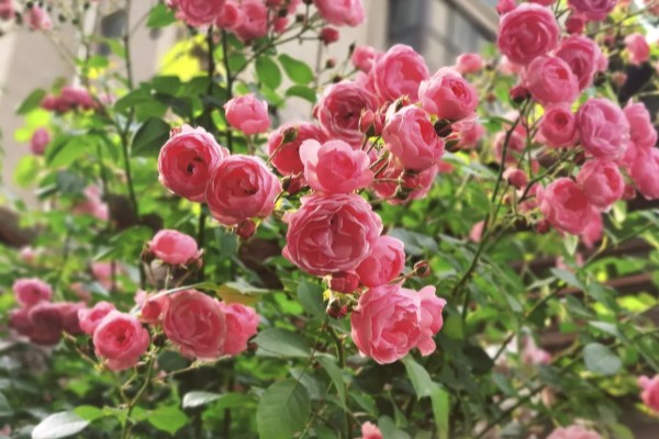 艾拉绒球一年开多少次，一年可以多次开花