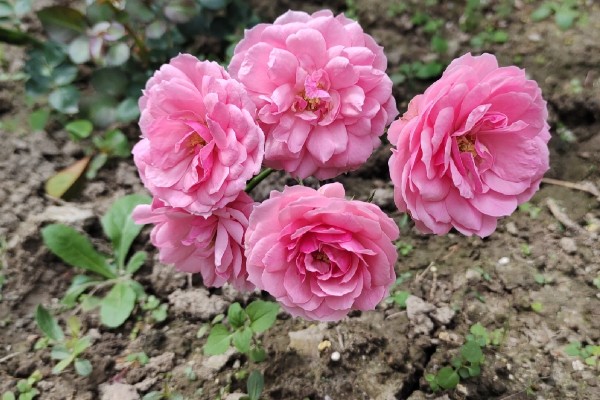 艾拉绒球一年开多少次，一年可以多次开花