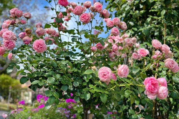 艾拉绒球一年开多少次，一年可以多次开花