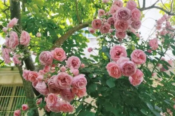 艾拉绒球一年开多少次，一年可以多次开花