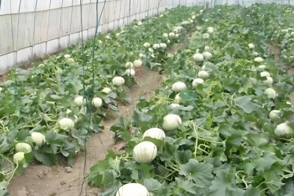 地爬甜瓜的株距与行距，株距在20-30厘米