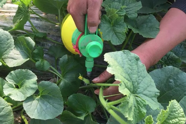 地爬甜瓜的株距与行距，株距在20-30厘米