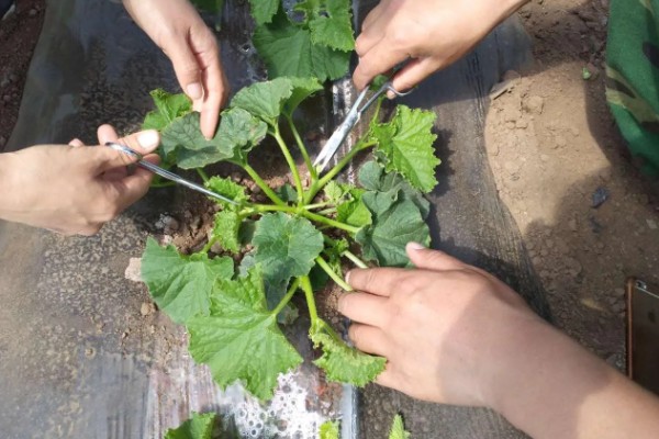 地爬甜瓜的株距与行距，株距在20-30厘米