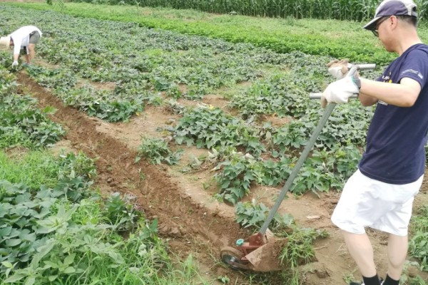 地爬甜瓜的株距与行距，株距在20-30厘米