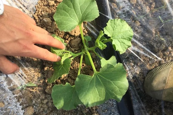 地爬甜瓜的株距与行距，株距在20-30厘米