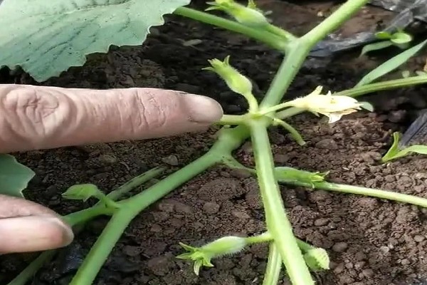 地爬甜瓜的株距与行距，株距在20-30厘米