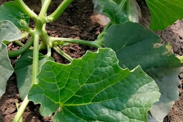 地爬甜瓜的株距与行距，株距在20-30厘米