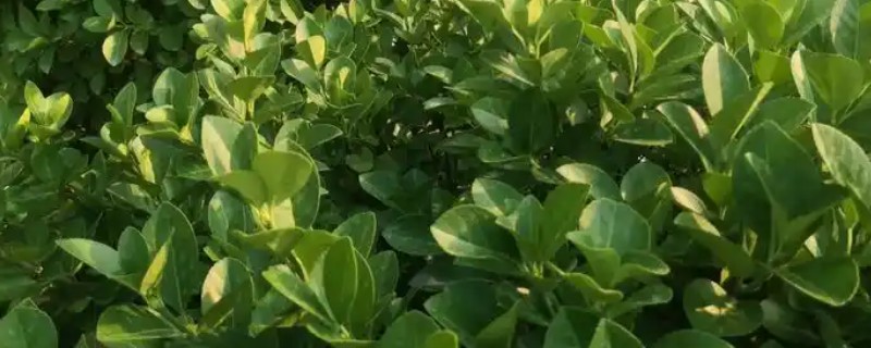 冬青移栽后叶片为什么会枯萎,可能是根系受损、水分不足等缘故造成