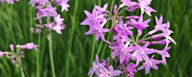 紫娇花和韭菜的区别是什么，科属和形状不同