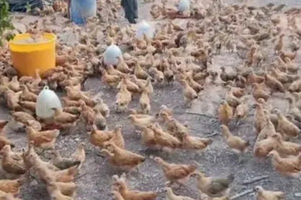 一亩地可以养多少只鸡，大概在80只左右