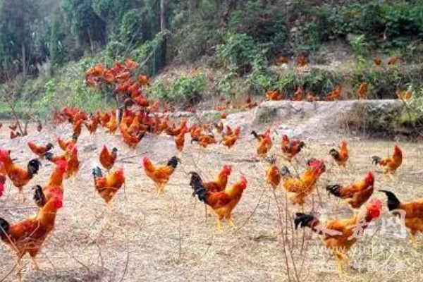 一亩地可以养多少只鸡，大概在80只左右