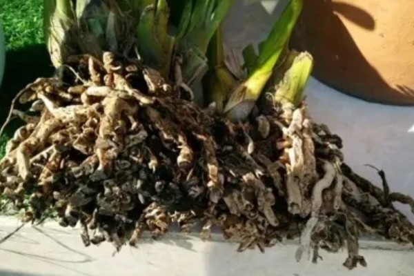 大花蕙兰的养护方法，将其放置在室内朝阳的窗台上养护
