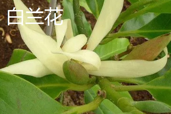有哪些适合夏季种植的花卉，有白兰花、茉莉等
