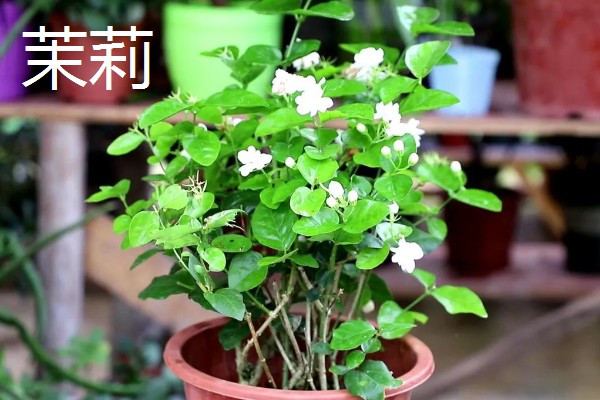 有哪些适合夏季种植的花卉，有白兰花、茉莉等