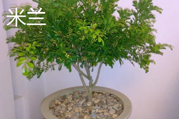 有哪些适合夏季种植的花卉，有白兰花、茉莉等