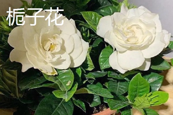 有哪些适合夏季种植的花卉，有白兰花、茉莉等