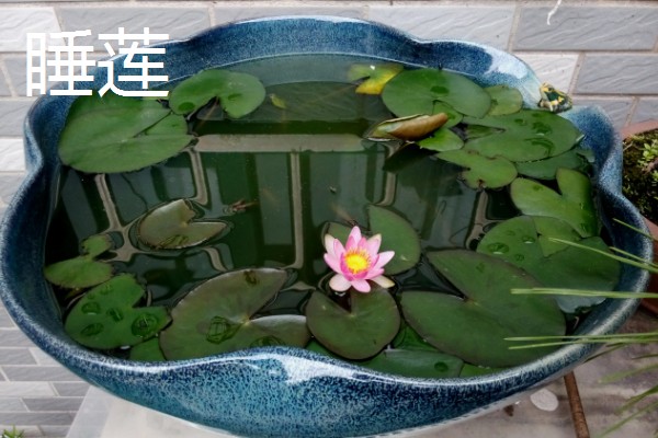 有哪些适合夏季种植的花卉，有白兰花、茉莉等