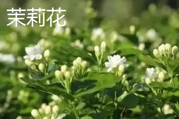 有哪些适合夏季种植的花卉，有白兰花、茉莉等