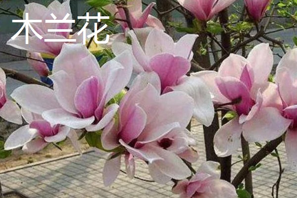 有哪些适合夏季种植的花卉，有白兰花、茉莉等