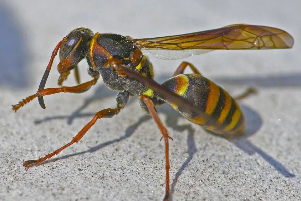 被马蜂蛰了怎么办,及时拔掉毒针