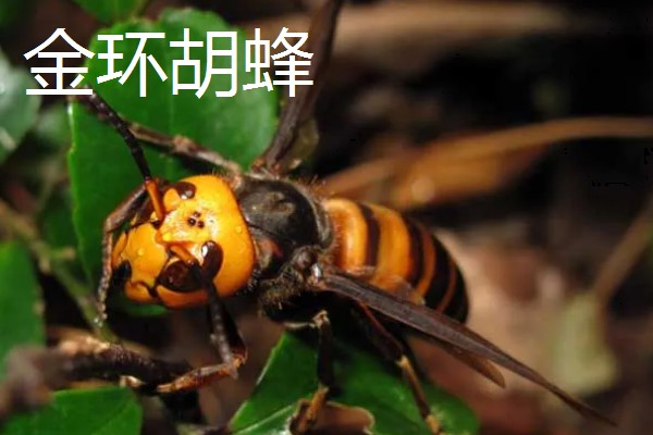 被马蜂蛰了怎么办,及时拔掉毒针