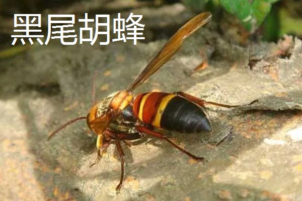 被马蜂蛰了怎么办,及时拔掉毒针