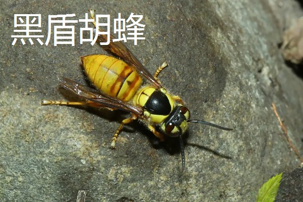 被马蜂蛰了怎么办,及时拔掉毒针