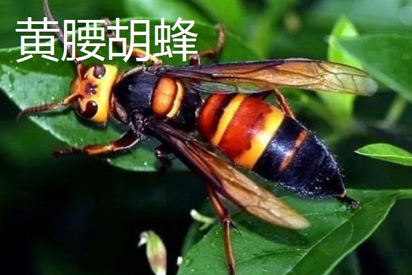 被马蜂蛰了怎么办,及时拔掉毒针