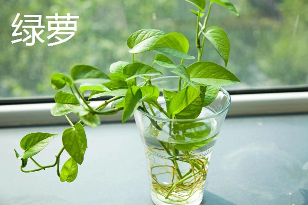 适合室内水养的植物，常见的有绿萝、铜钱草等