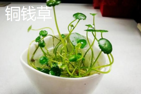 适合室内水养的植物，常见的有绿萝、铜钱草等