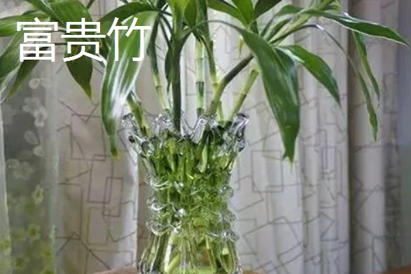 适合室内水养的植物，常见的有绿萝、铜钱草等