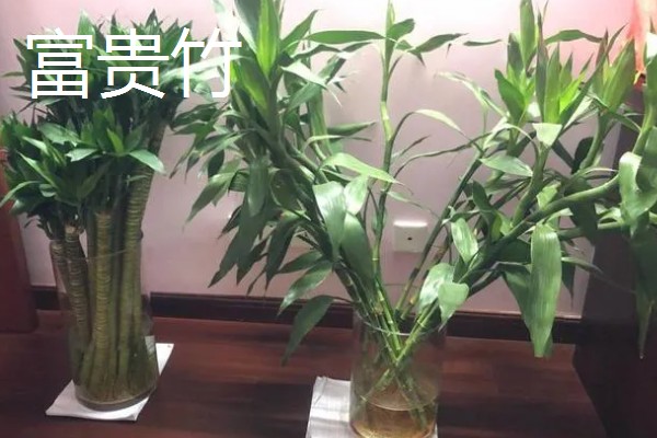 适合室内水养的植物，常见的有绿萝、铜钱草等