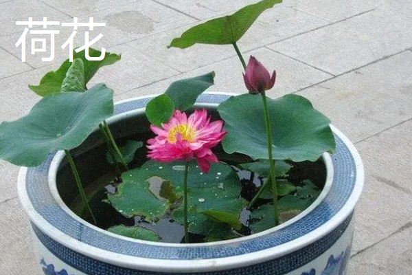 适合室内水养的植物，常见的有绿萝、铜钱草等