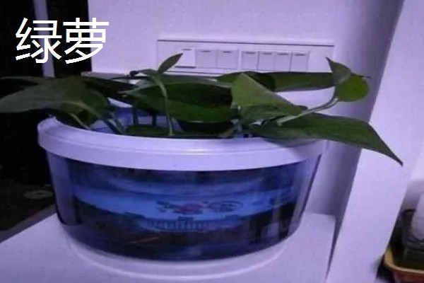 适合室内水养的植物，常见的有绿萝、铜钱草等