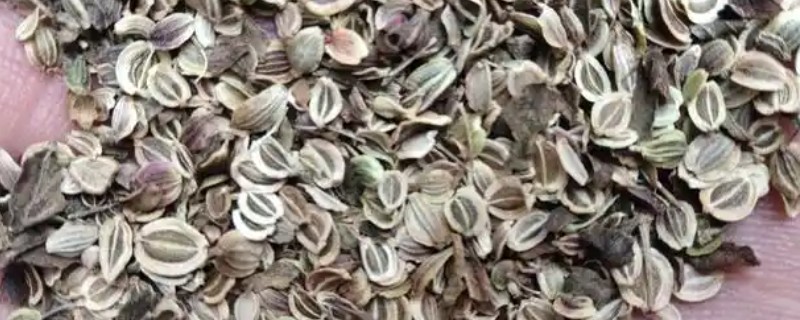 白花前胡种子的育苗方式，可种子繁殖、育苗移栽或直播