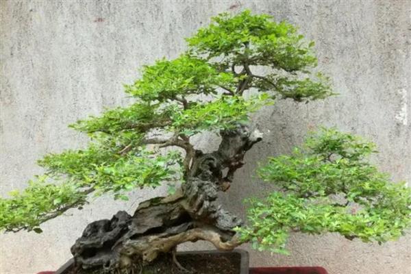 黄荆下山桩发芽多长时间能生根，一周后就能生根