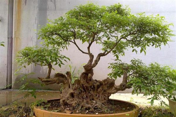 黄荆下山桩发芽多长时间能生根，一周后就能生根