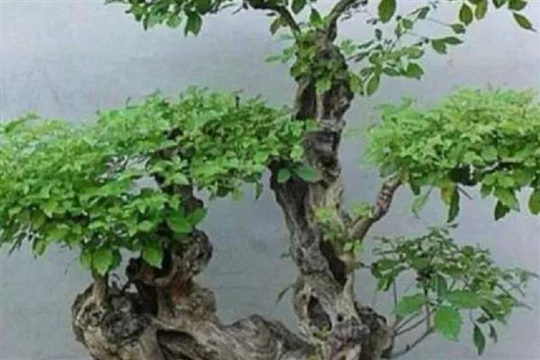 黄荆下山桩发芽多长时间能生根，一周后就能生根