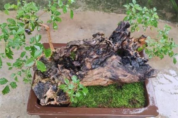 黄荆下山桩发芽多长时间能生根，一周后就能生根
