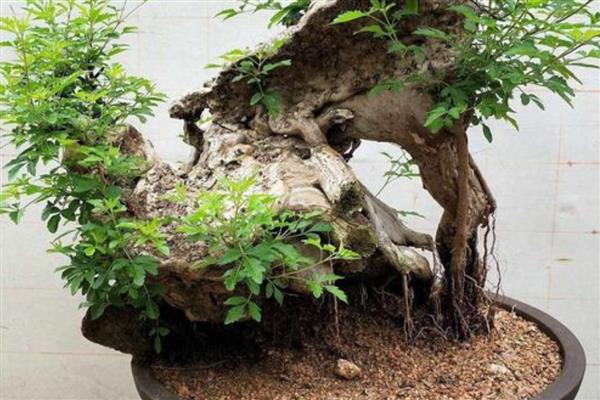 黄荆下山桩发芽多长时间能生根，一周后就能生根