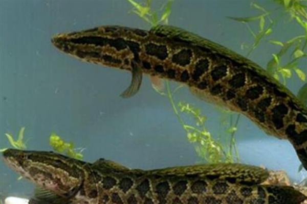 黑鱼的习性和特点,是底栖性鱼类