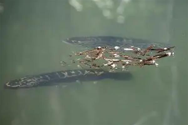 黑鱼的习性和特点,是底栖性鱼类