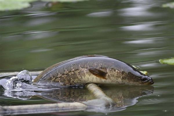 黑鱼的习性和特点,是底栖性鱼类
