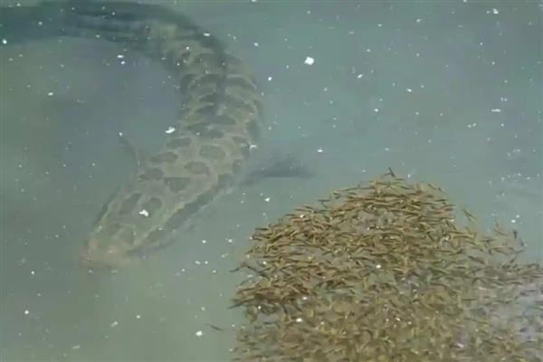 黑鱼的习性和特点,是底栖性鱼类