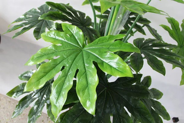 八角金盘有没有毒,毒性主要集中在茎部